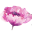 Charisma Collections logo